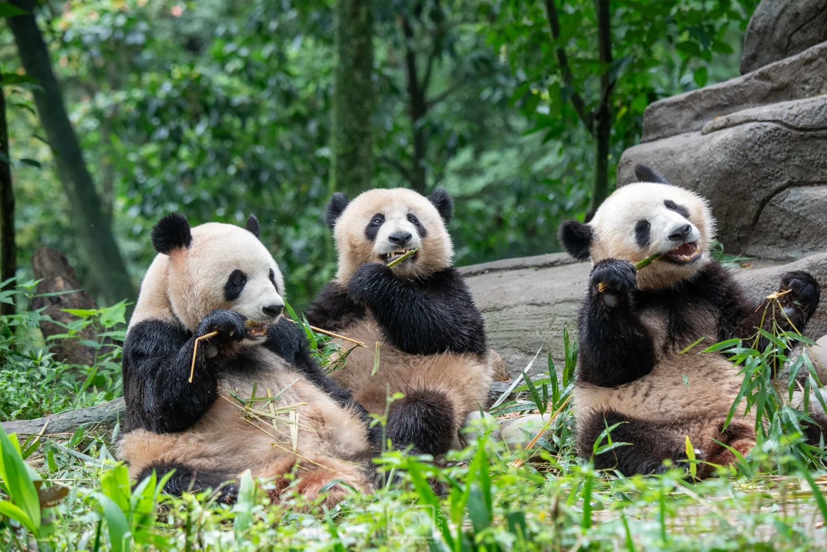 Three giant pandas eating bamboo in a wooded habitat in Chengdu.