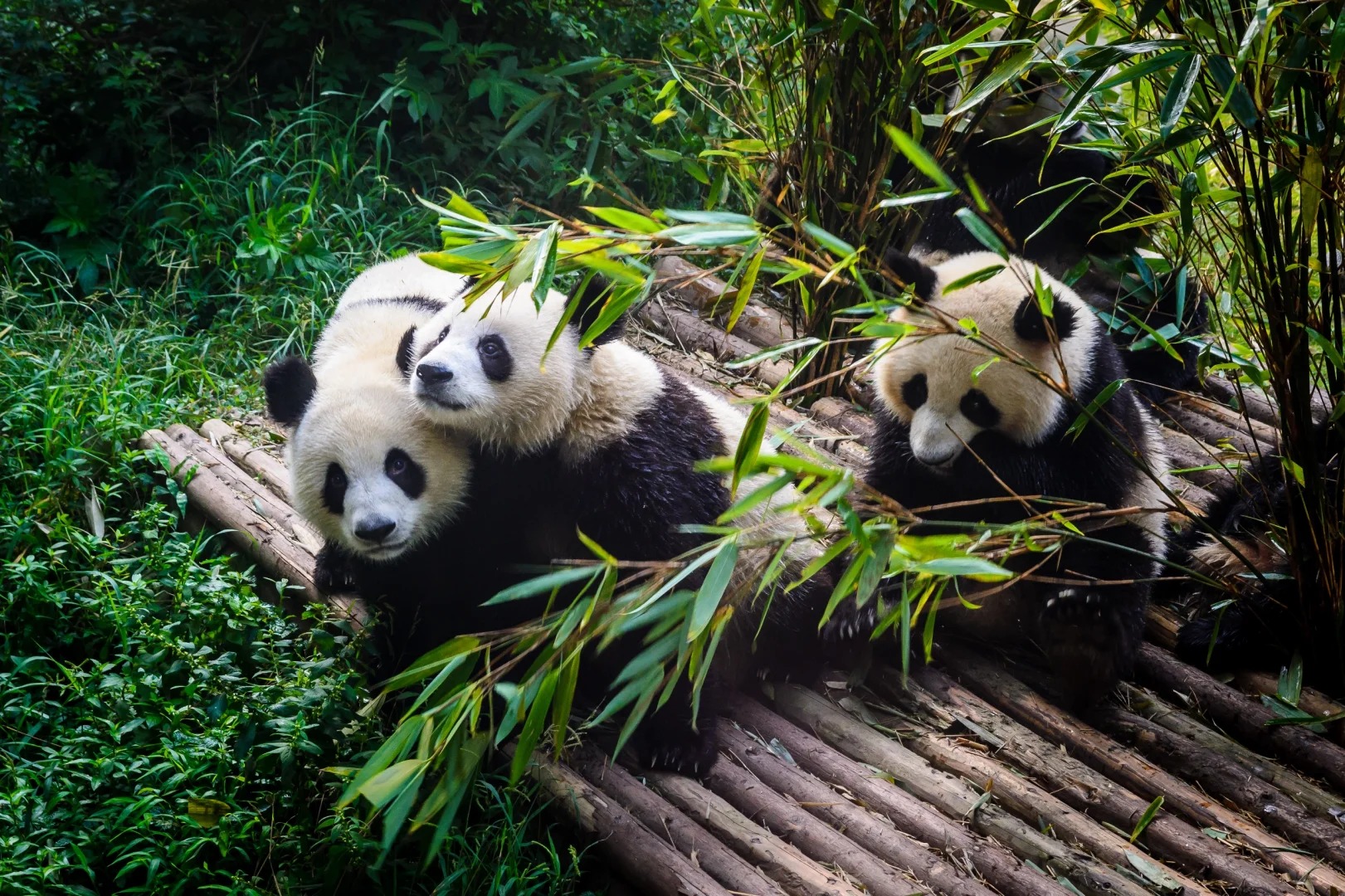 Three giant pandas resting among bamboo and wooden platforms in Chengdu.