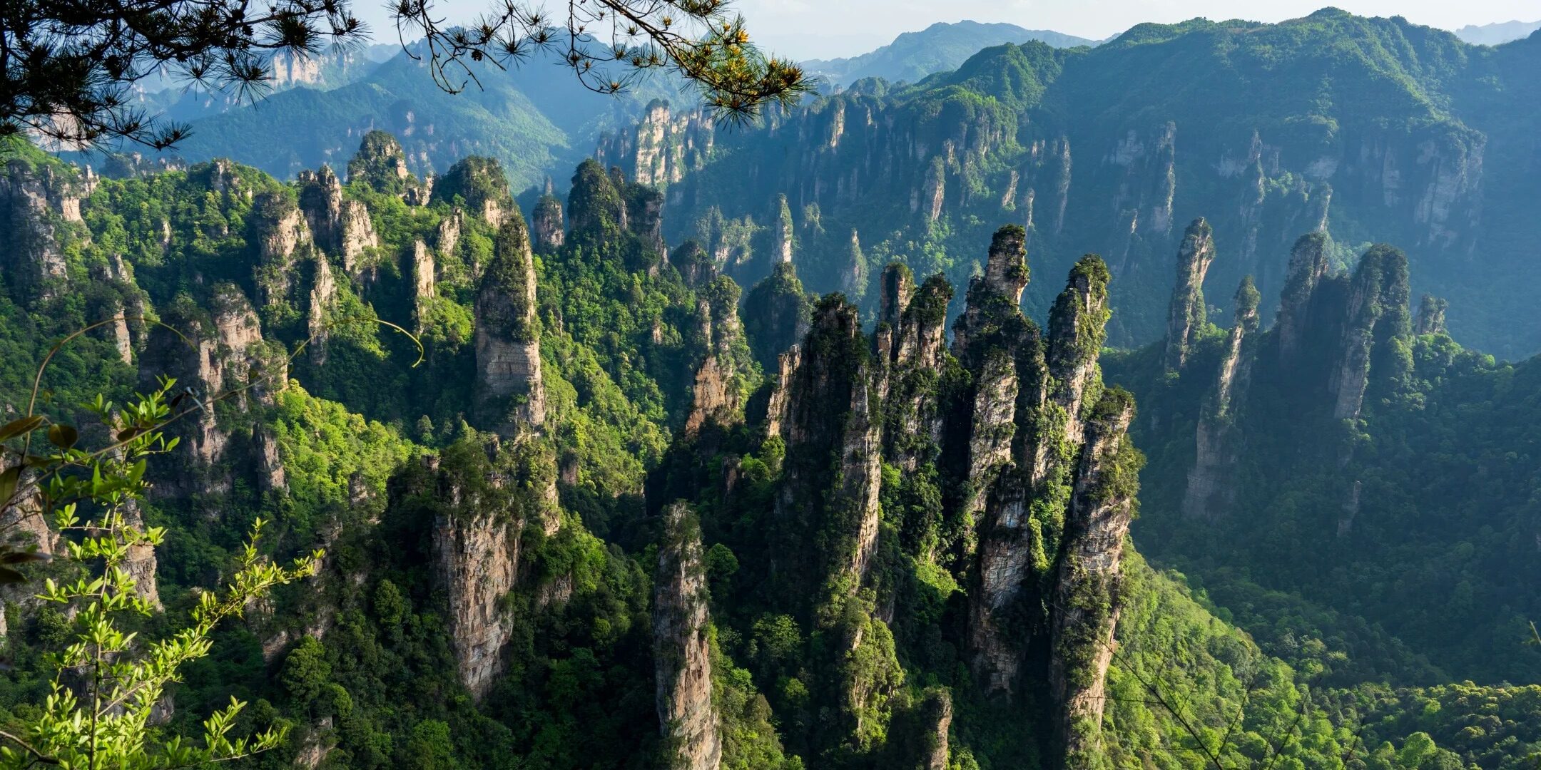 A wide view of densely clustered sandstone pillars covered in green forest in Zhangjiajie
